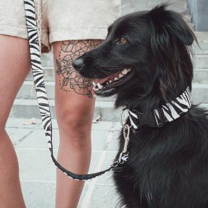 Collares de click para perros